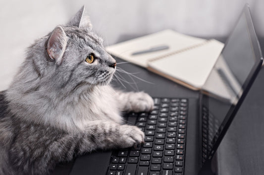 Photo of a cat working on the computer