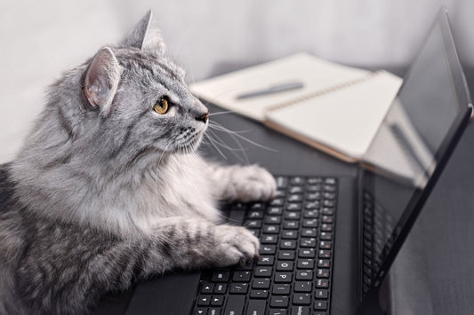 Tanji the math cat working on a computer